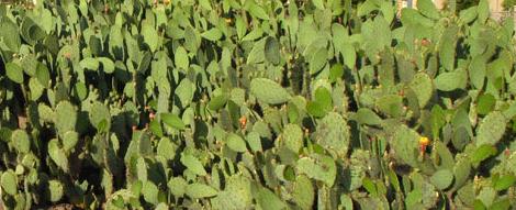 Nopal Powder Capsules (Prickly Pear) High Altitude Mountain Crop