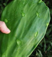 Nopal Cactus (Prickly Pear) Cleanned